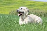 IRISH WOLFHOUND 203